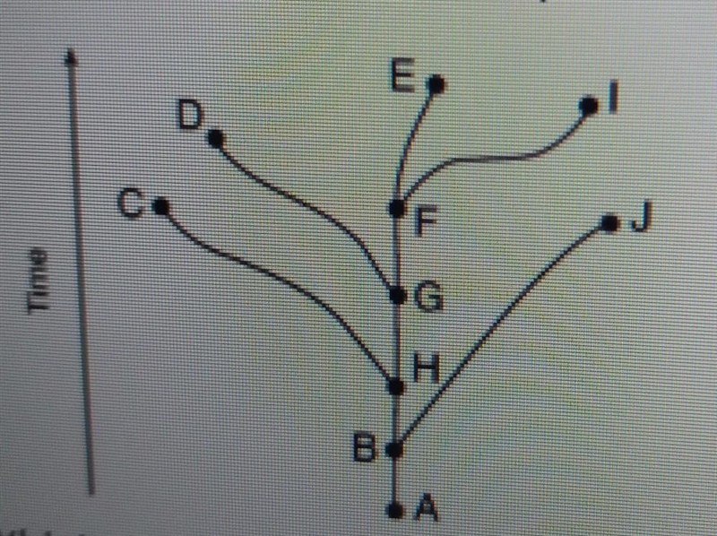 The evolutionary pathways of ten different species are represented in the diagram-example-1