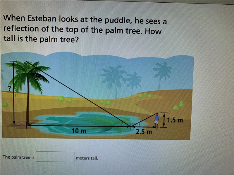 How many meters tall is the palm tree?-example-1