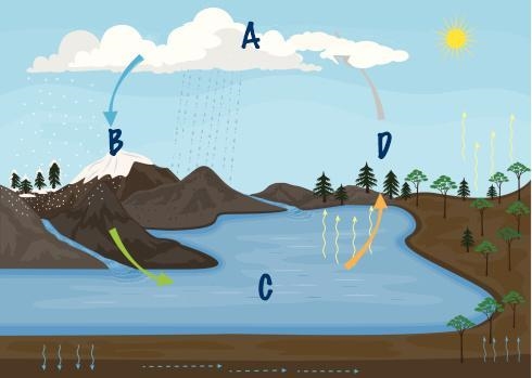 Which part of the water cycle would follow step D in the diagram shown? A) Transpiration-example-1