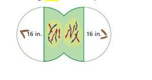 (I’ll give brainliset) Your friend makes a two dimensional model of a dividing cell-example-1