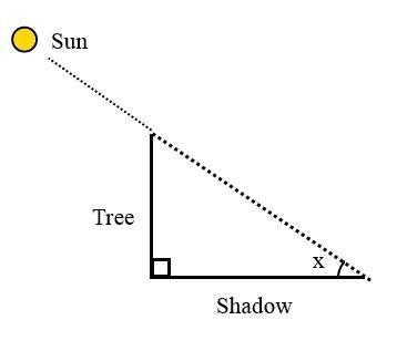 Curtis sees a maple tree and a pine tree in the forest. He knows that the pine tree-example-1