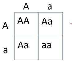 Please help:( Punnett squares need help with these three, if anybody can help id really-example-1