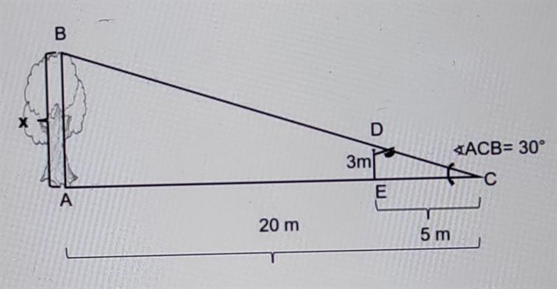 43. Para determinar la altura de un árbol nos apoyamos en los siguientes triángulos-example-1