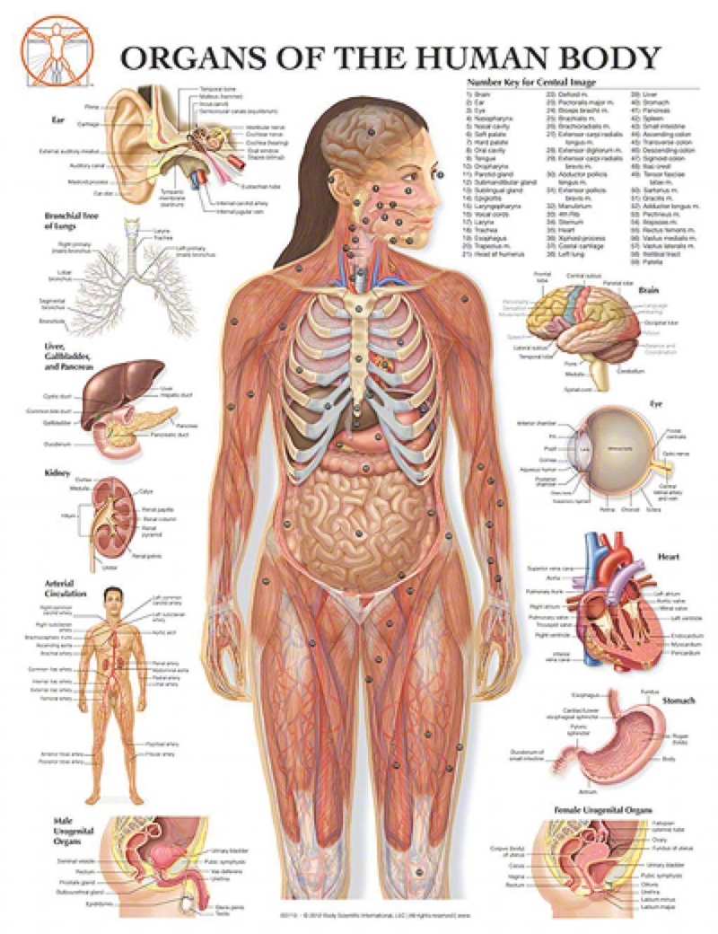 Give me a diagram of a human body that you can find on the internet. Do it quick!!!!-example-2