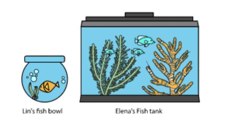 Lin and Elena have discovered they have so much in common. They each have a fish tank-example-1