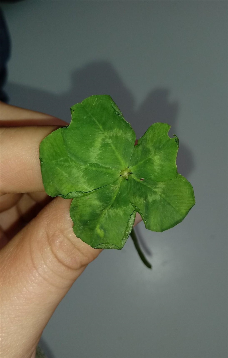 What is the chance of finding a 5-leaf clover?? It is Math Now!!-example-1