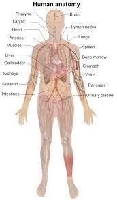 Give me a diagram of a human body that you can find on the internet. Do it quick!!!!-example-1