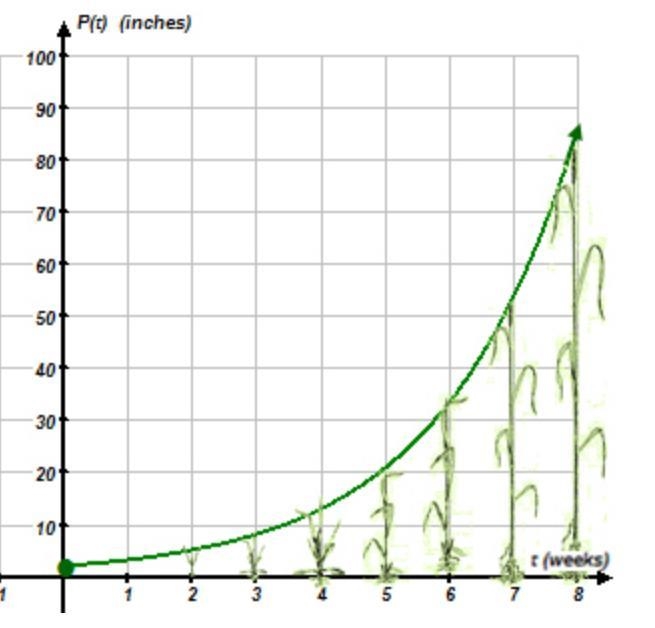 The height of the corn stalk in inches over the first 8 weeks of growth could be roughly-example-1