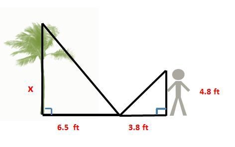 The illustration models a shadow cast by a palm tree and the shadow of an individual-example-1