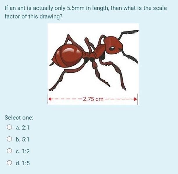 If an ant is is actually only 5.5mm in length, then what is the scale factor of this-example-1