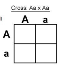 7. The dominant trait for being tall is (A). The recessive trait for being short is-example-1