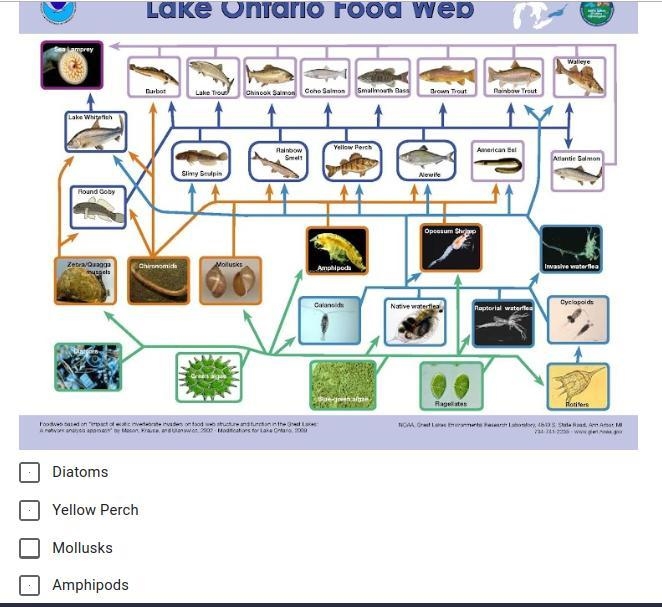 According to the food web, which organisms compete with the Zebra Mussel for food-example-1