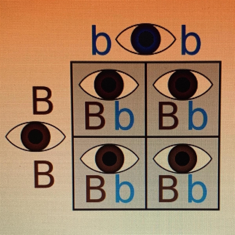 What percent of offspring will be brown eyed? 25% 50% 75% 100% Please I need help-example-1