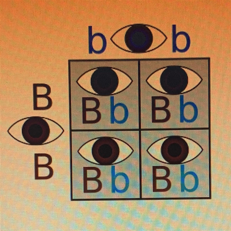 19. What percent of offspring will be blue eyed? 0% 25% 50% 100%-example-1