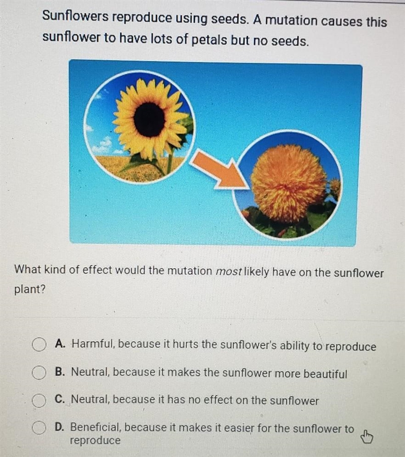 Sunflowers reproduce using seeds. A mutation causes this sunflower to have lots of-example-1