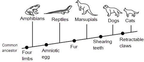 Look at the diagram shown below: Based on the diagram, which of the following traits-example-1