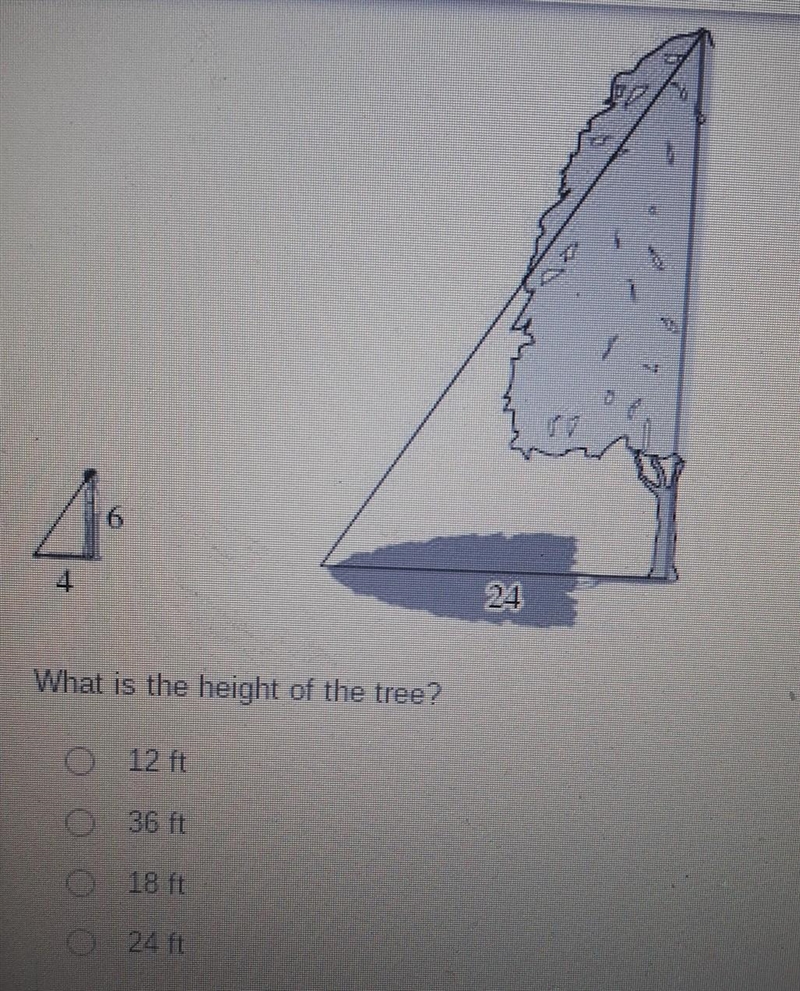 What is the height of the tree?​-example-1