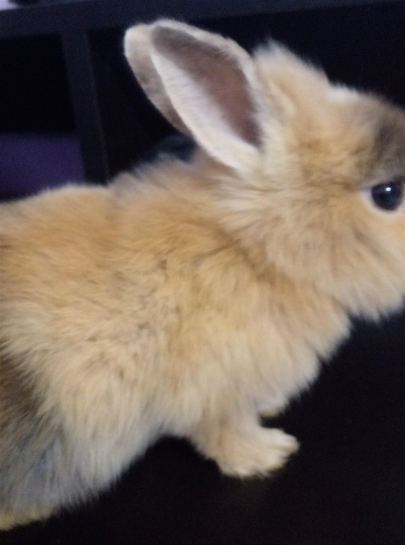 RABBIT EXPERTS HELP PLEASE! This is my rabbit Pumpkin. She recently turned a month-example-1