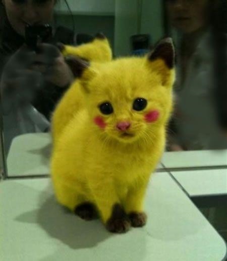 Behold the most cutest thing in the world.....-example-1