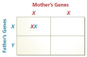 A Punnett square is a grid used to show possible gene combinations for the offspring-example-1