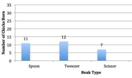 Using the graph below, what percent of chicks were born with scissor beaks? *-example-1