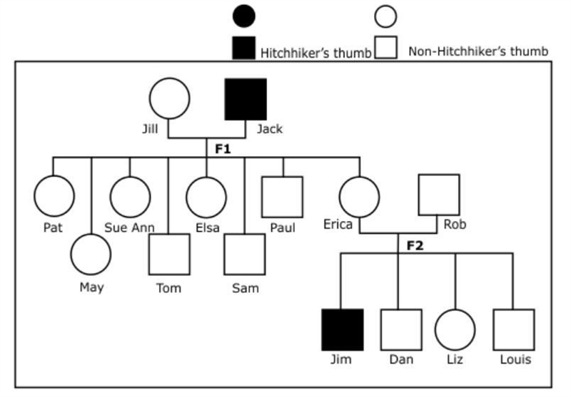 The pedigree below shows the inheritance pattern of hitchhiker's thumb in a multigenerational-example-1