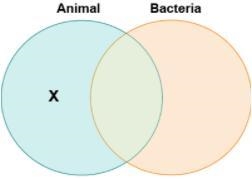 Chad drew a diagram to compare animal cells and bacterial cells. Which label belongs-example-1