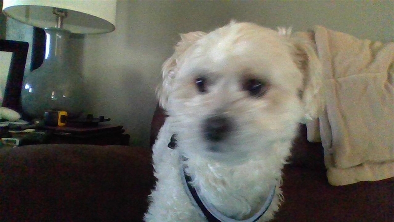 Heres TOBI EVERYONE!!!!!!!!! Cutest dog EVER!!!!!! Whats 9+45?-example-5