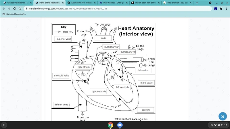 Match each part of the heart with the correct label ​-example-1