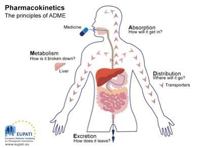 Explain how drugs are absorbed, distributed metabolised and excreted-example-1