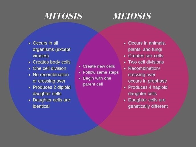 Meiosis differences mitosis-example-1