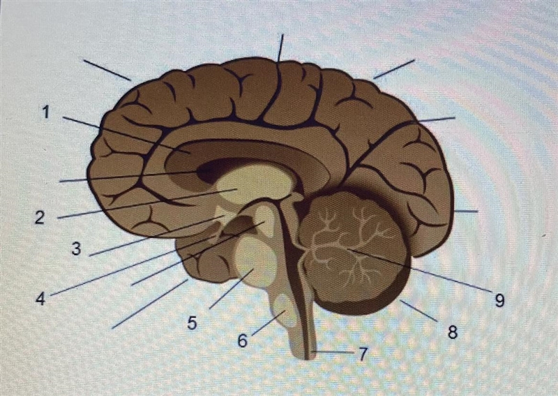 Match each part of the brain with the correct label! -Pons -Thalamus -Spinal Cord-example-1