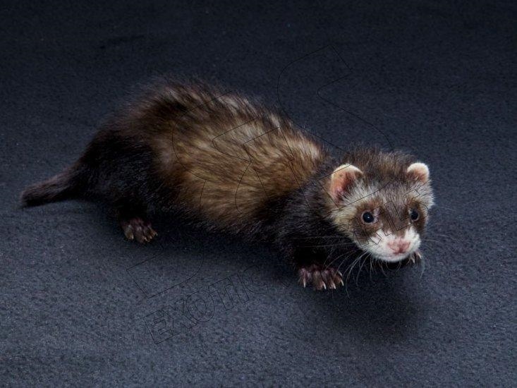 Im getting a ferret that looks like this gimme some names. (its ah boy)-example-1