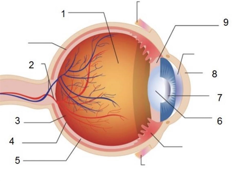 30 points!!! Match each part of the eye with the correct label. -lens -fovea -iris-example-1