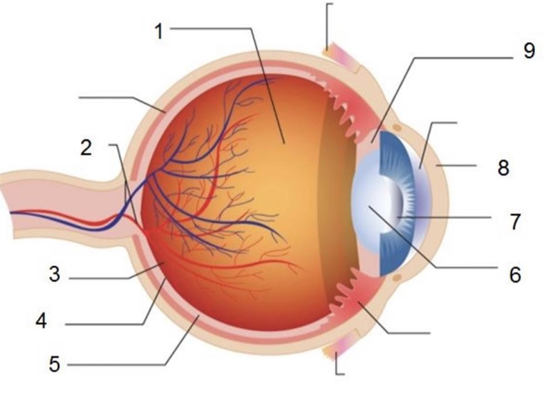 30 points!!! Match each part of the eye with the correct label. -lens -fovea -iris-example-1