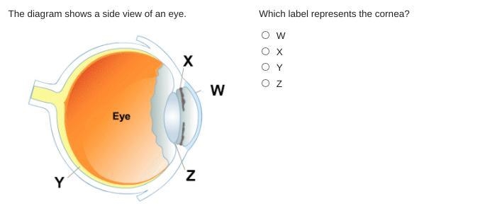 The diagram shows a side view of an eye. Which label represents the cornea? W X Y-example-1