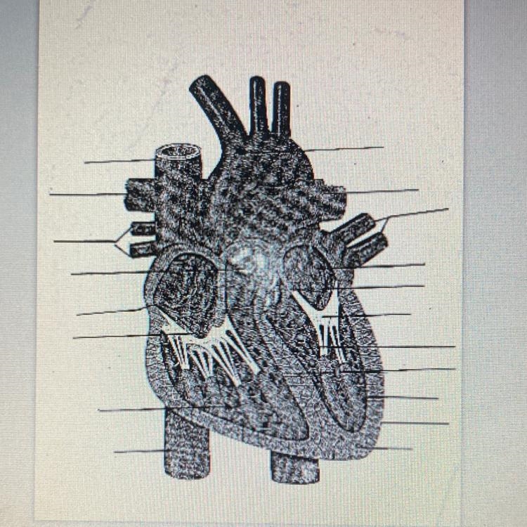 Help I need the labels for this heart-example-1