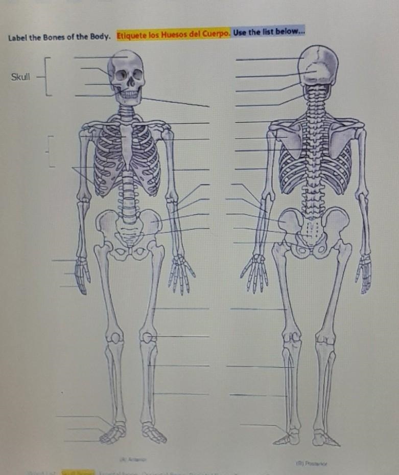 I have to label all of the bones of the body..I need anlot of help!! ​-example-1