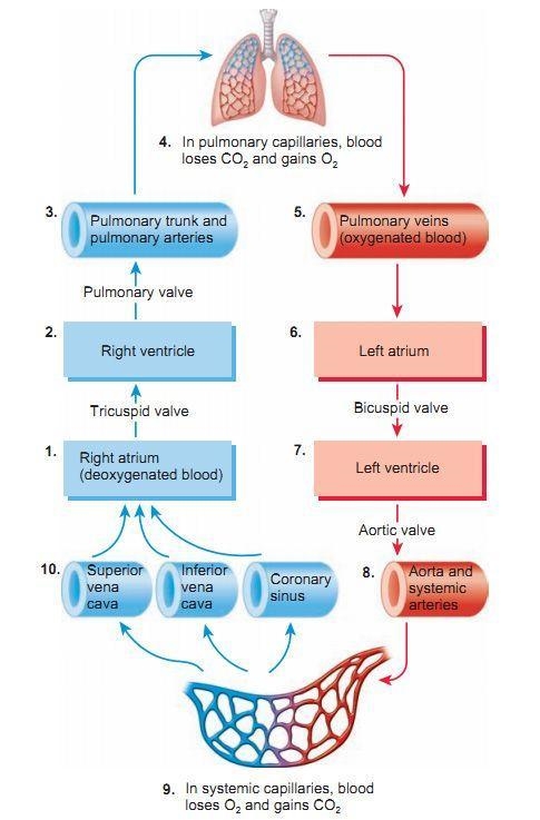 Match the steps to the answers that correspond with that step in the pathway of blood-example-1