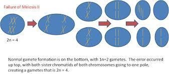 Why does trisomy and monosomy occur? And why are they so bad on the molecular level-example-1