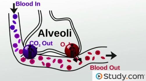 The exchange of oxygen and carbon dioxide between the air within the alveolus and-example-1