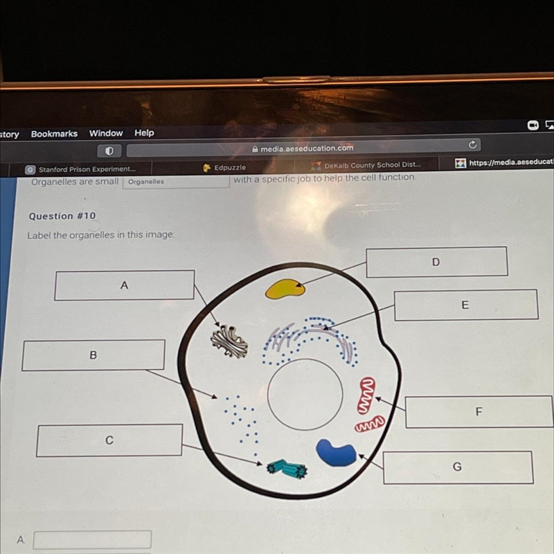 Question #10 Label the organelles in this image: D A E B F С G-example-1