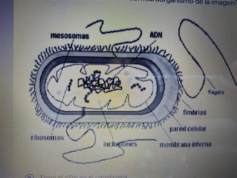 1. Observa la siguiente imagen luego responde. ¿Cuál es una característica de la estructura-example-1