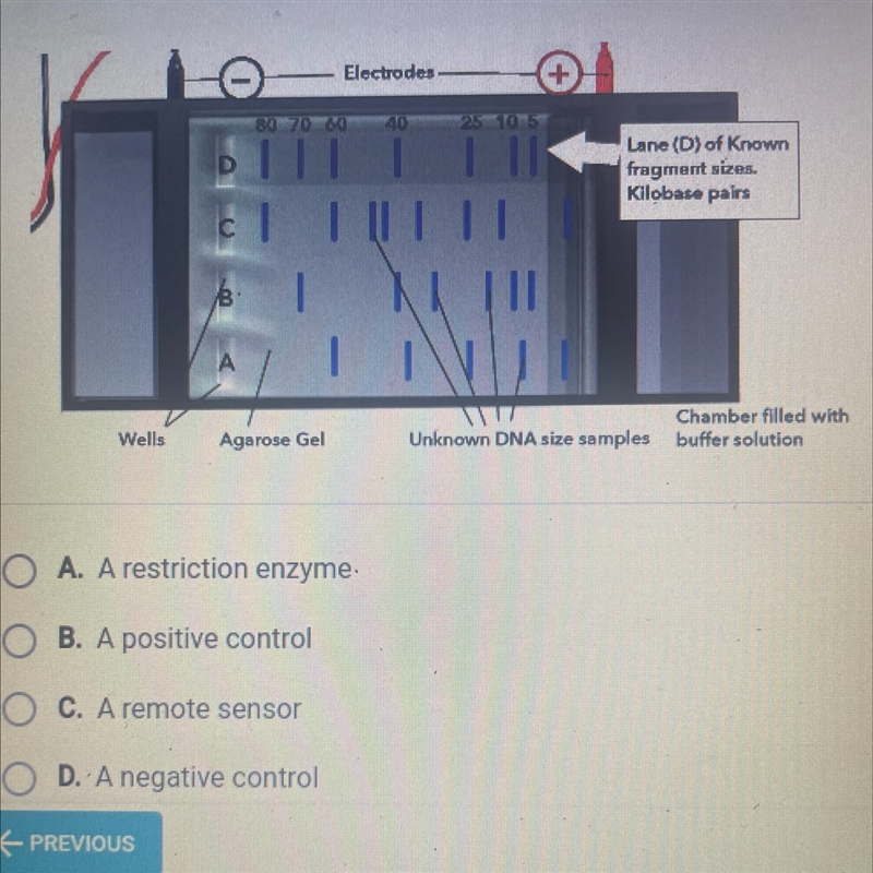 What is another name for lane D in the diagram?-example-1