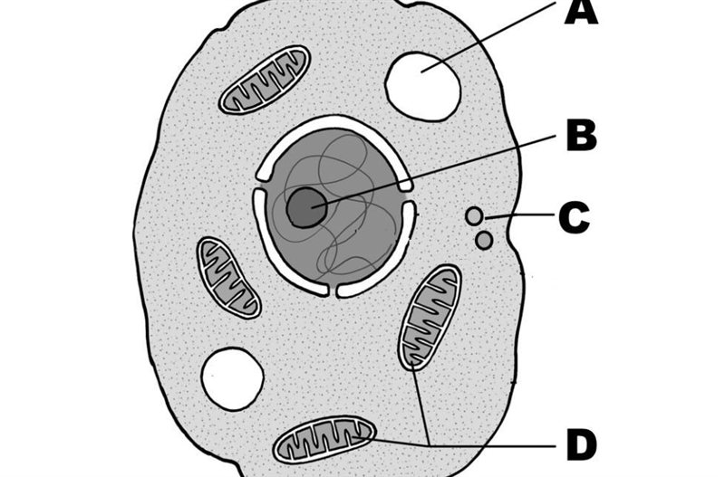 What structure is represented by the letter C? PLEASE HELP!!!!!!!!!!!!! Choose 1 answer-example-1