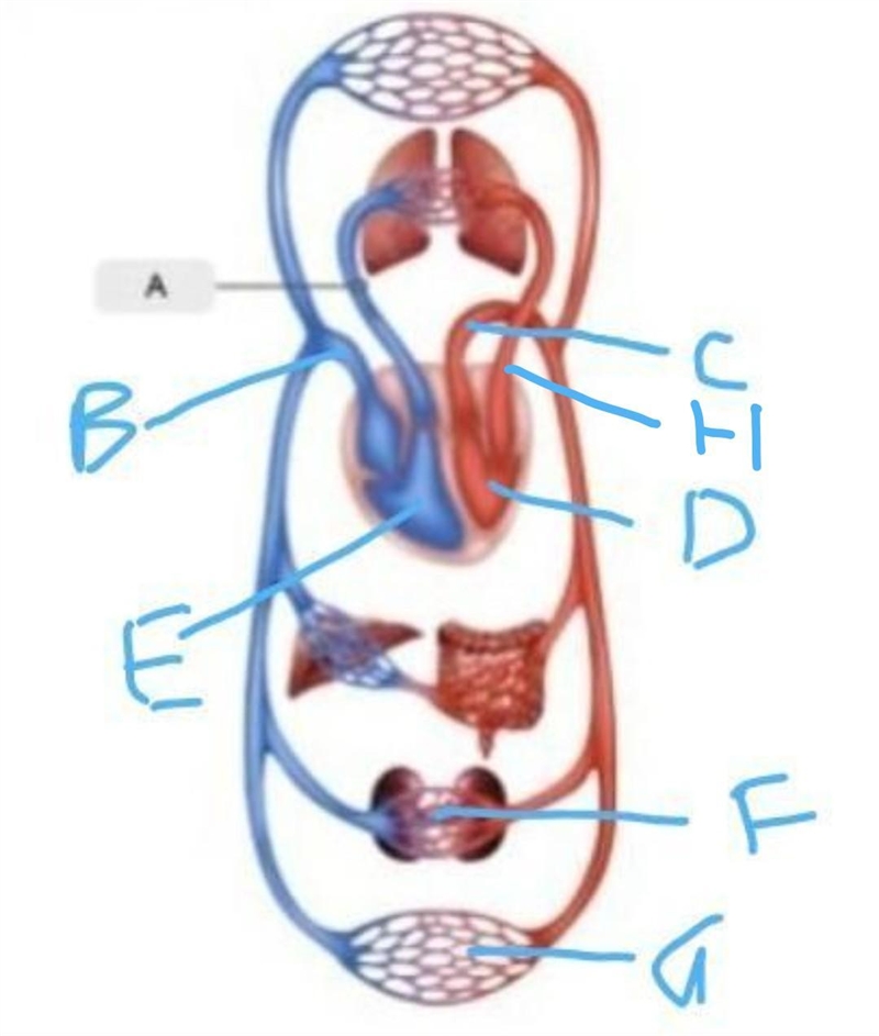 1)Pulmonary artery 2)Pulmonary vein 3)Aorta 4)Inferior vena cava Answer and I will-example-1