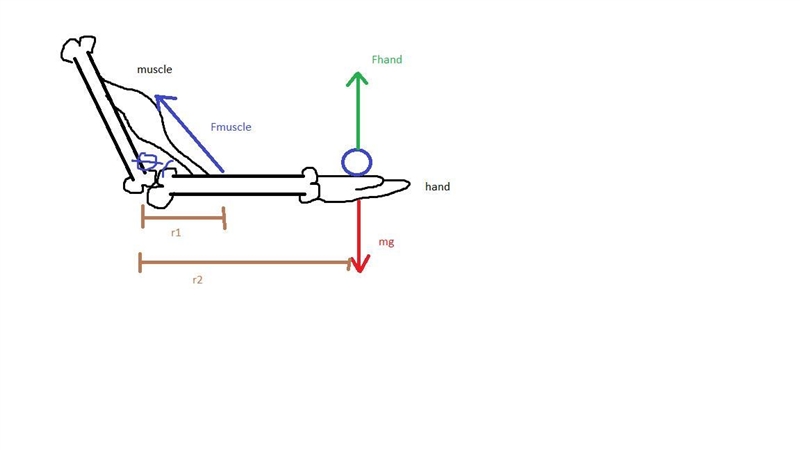 True or False: The forces applied by our muscles on our bones are usually several-example-1