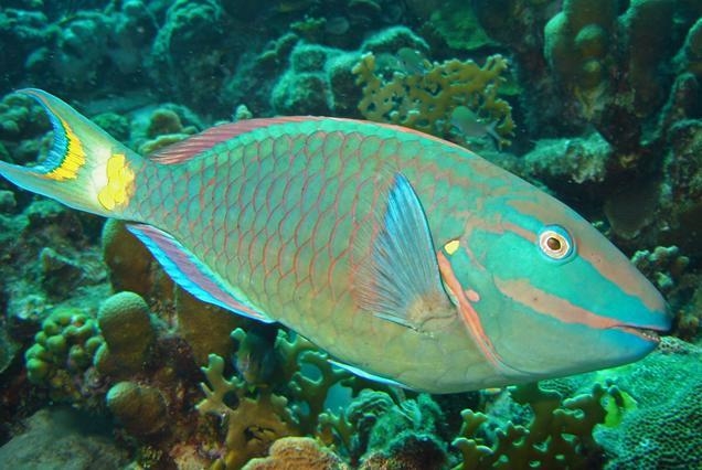 Stoplight parrotfish:-example-1