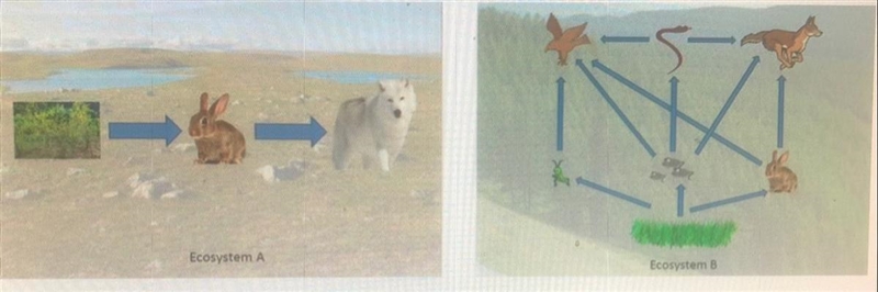 What are the main differences between the two ecosystems in terms of organism population-example-1