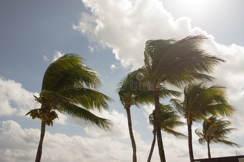 There are strong winds on these trees. What makes the wind stronger? Why are they-example-1